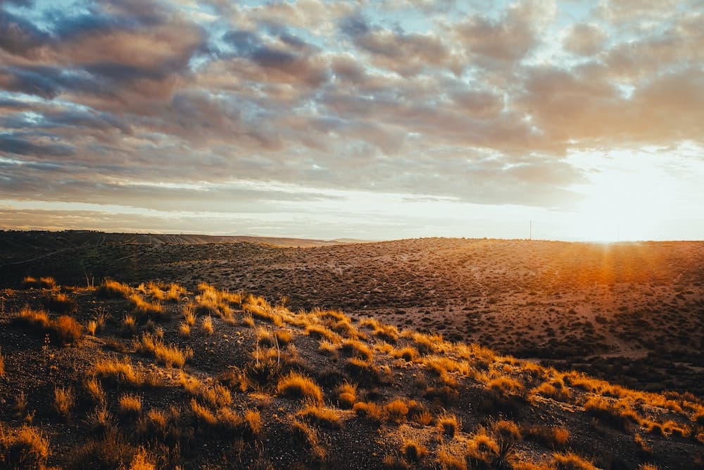 Sunrise over grassland